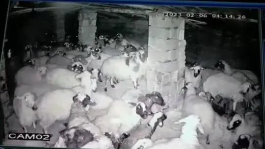 Koyunlar depremi böyle hissetti: Korku dolu anlar kamerada