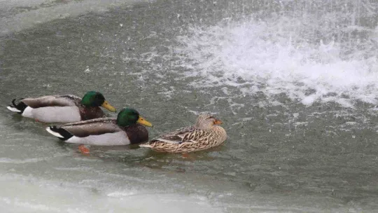 Kuğulu Park'ta kar coşkusu