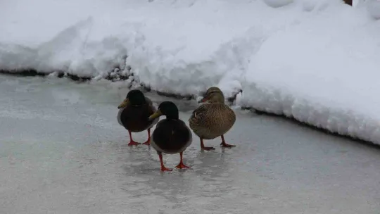 Kuğulu Park'ta kar coşkusu
