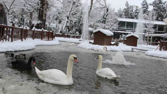 Kuğulu Park'ta kar coşkusu