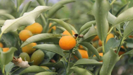 Kumkuat meyve fidanına talep arttı