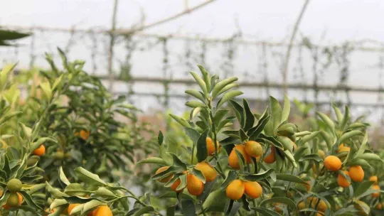 Kumkuat meyve fidanına talep arttı