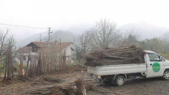 Kumkuat meyve fidanına talep arttı