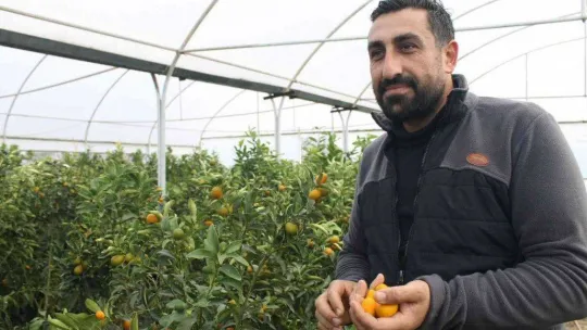Kumkuat meyve fidanına talep arttı
