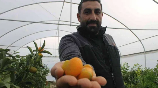 Kumkuat meyve fidanına talep arttı
