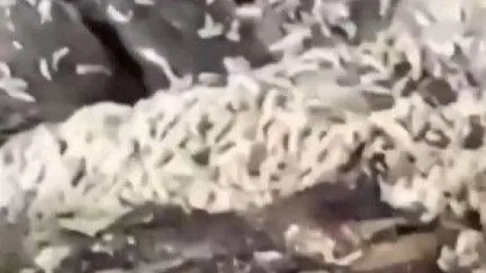 Kurtlanan işkembe işlemden geçirilip piyasaya sürülüyor iddiası Ankara'yı karıştırdı