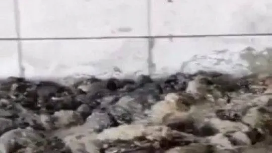 Kurtlanan işkembe işlemden geçirilip piyasaya sürülüyor iddiası Ankara'yı karıştırdı