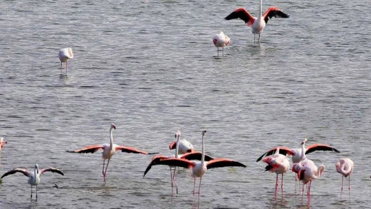 Kuş Oteli'ndeki flamingo sayısı bin 250'ye ulaştı.