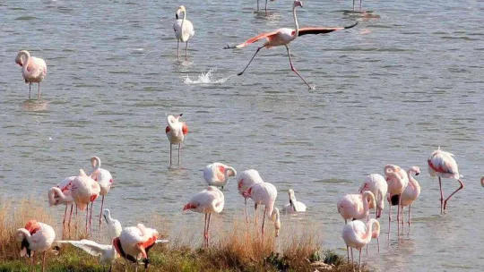 Kuş Oteli'ndeki flamingo sayısı bin 250'ye ulaştı.
