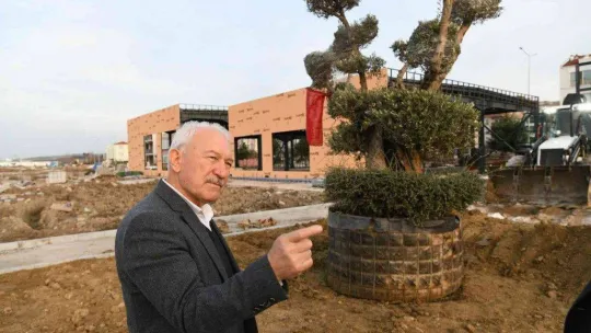 Lapseki'de Millet Bahçesine 350 yıllık zeytin ağacı dikildi