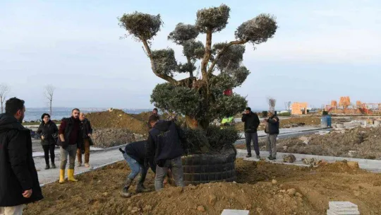 Lapseki'de Millet Bahçesine 350 yıllık zeytin ağacı dikildi