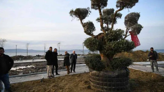 Lapseki'de Millet Bahçesine 350 yıllık zeytin ağacı dikildi
