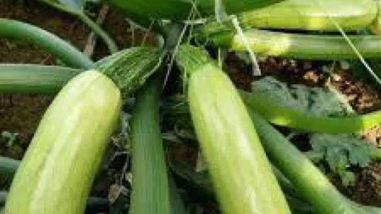 Lise öğrencileri 'Yerel Tohum Projesi'ni hayata geçirdi