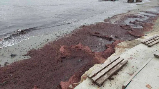 Lodos sahili kırmızıya boyadı