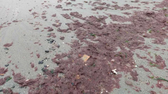 Lodos sahili kırmızıya boyadı