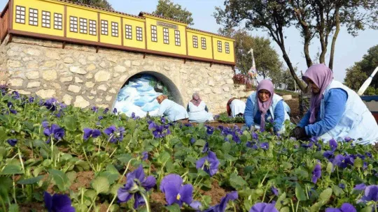 Macera Bursa kış çiçekleriyle yenileniyor