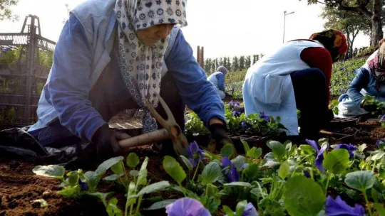 Macera Bursa kış çiçekleriyle yenileniyor