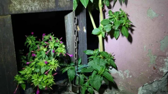 Mahalleli yakaladığı hırsızı önce dövdü sonra elektrik direğine zincirleyerek not bıraktı