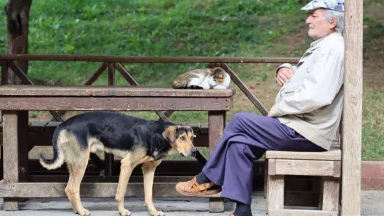 Maltepe'de kediler sıcak yuvalarına kavuştu