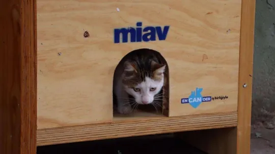 Maltepe'de kediler sıcak yuvalarına kavuştu