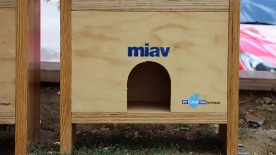 Maltepe'de kediler sıcak yuvalarına kavuştu