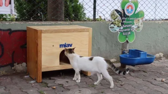 Maltepe'de kediler sıcak yuvalarına kavuştu