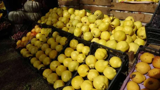 Mankenler değil, ayvalar yarıştı