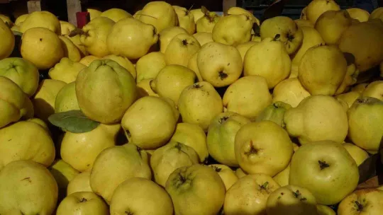 Mankenler değil, ayvalar yarıştı