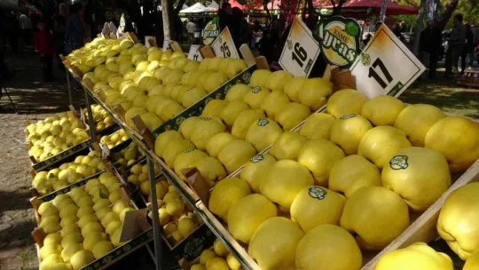 Mankenler değil, ayvalar yarıştı