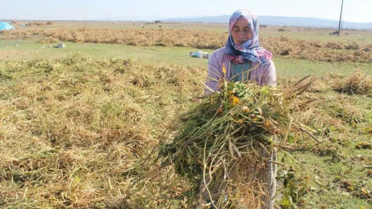 Manyas'ta Kazak fasulyesi hasadı başladı