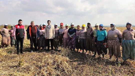 Manyas'ta Kazak fasulyesi hasadı başladı