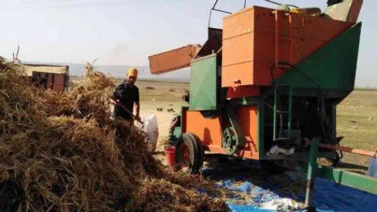 Manyas'ta Kazak fasulyesi hasadı başladı