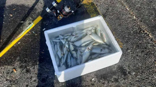 Marmara Denizi için tehlike çanları çalıyor: 'İstilacı türler kapıda'