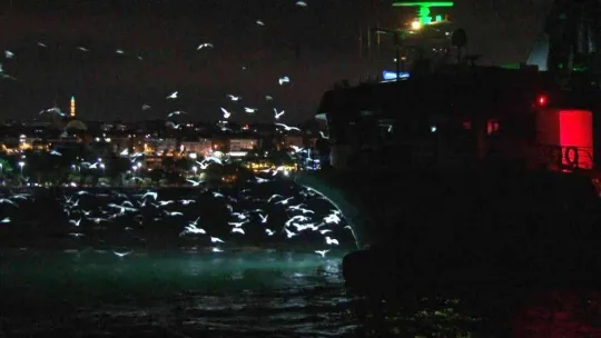 Marmara Denizi ve Büyükçekmece'deki balık halinde denetim