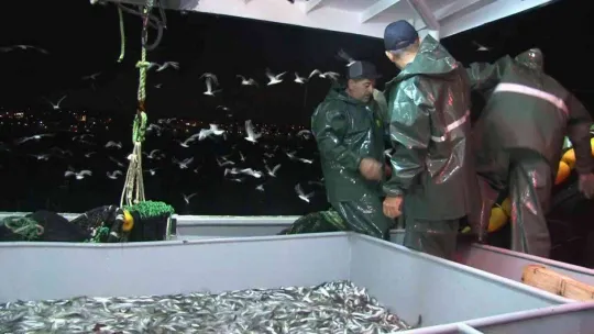 Marmara Denizi ve Büyükçekmece'deki balık halinde denetim