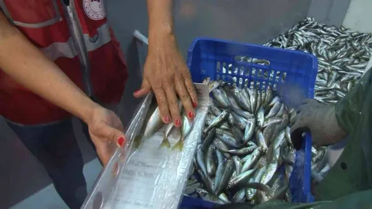 Marmara Denizi ve Büyükçekmece'deki balık halinde denetim