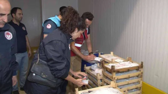 Marmara Denizi ve Büyükçekmece'deki balık halinde denetim