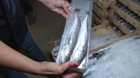 Marmara Denizi ve Büyükçekmece'deki balık halinde denetim