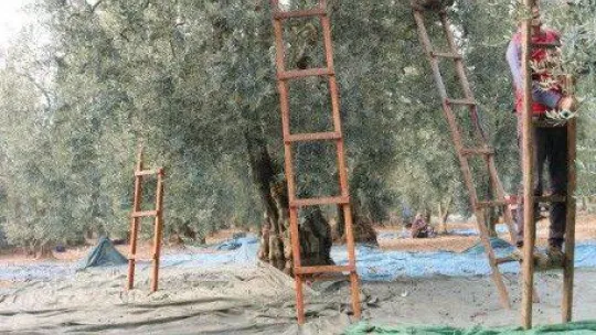 Marmarabirlik'ten 150 milyon lira ödeme