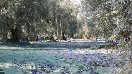 Marmarabirlik'ten 162 milyon lira ödeme