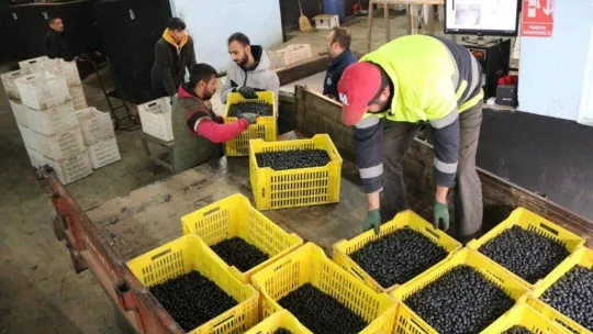 Marmarabirlik'ten 162 milyon lira ödeme