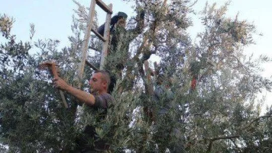 Marmarabirlik'ten 205 milyon TL'lik ödeme