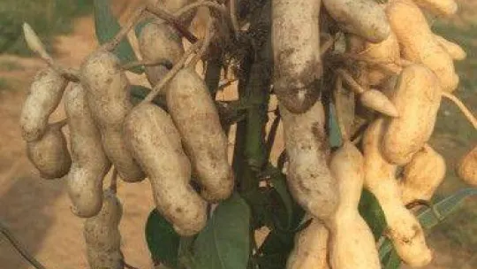 Meriç'in yer fıstığı coğrafi işaret aldı