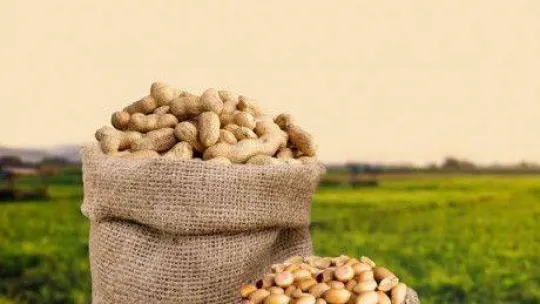 Meriç'in yer fıstığı coğrafi işaret aldı