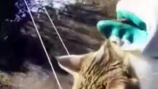 Metrelerce yükseklikteki direkte mahsur kaldı