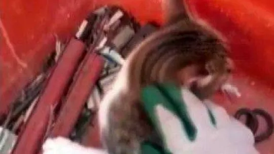 Metrelerce yükseklikteki direkte mahsur kaldı