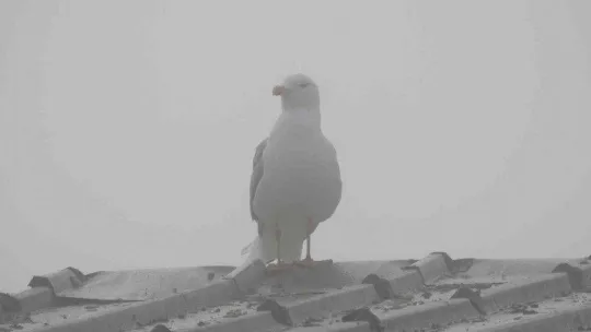 Mimar Sinan'ın ustalık eseri Selimiye gözden kayboldu