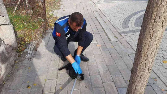 Minik kedinin yardımına zabıta koştu