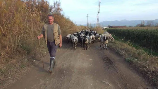 Mısır silajına ilgi arttı