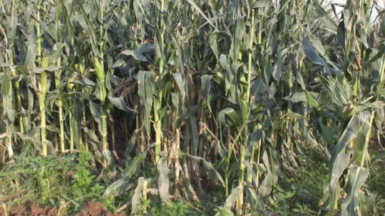 Mısır silajına ilgi arttı